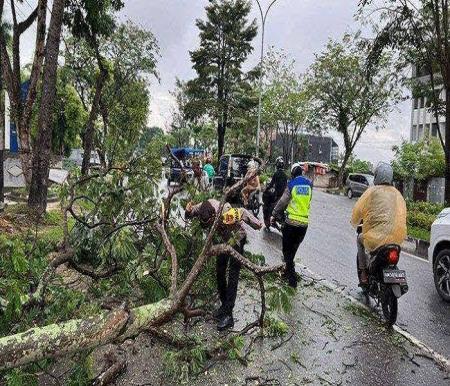 Ilustrasi Pekanbaru rawan pohon tumbang di musim hujan (foto/int)